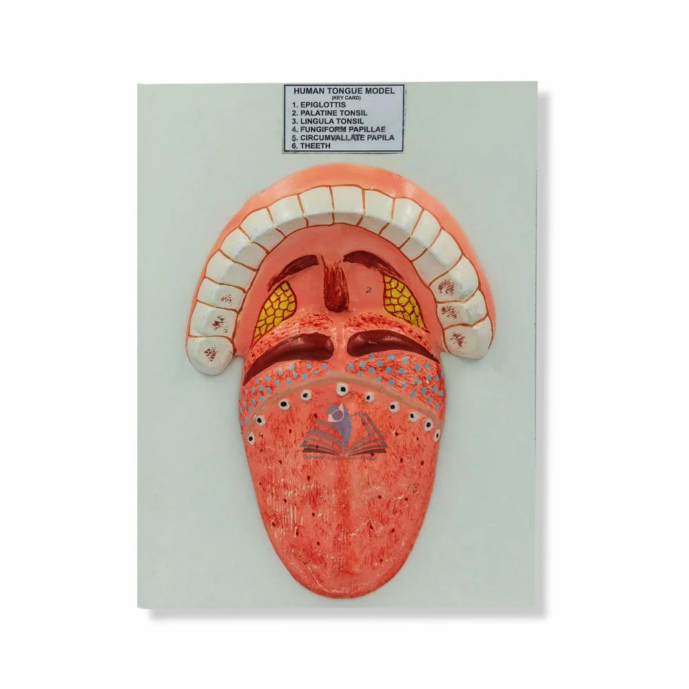Human Tongue Model